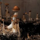 Fantastical forest scene with oversized mushrooms and glowing orbs