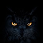 Intense owl with glowing orange eyes on black background