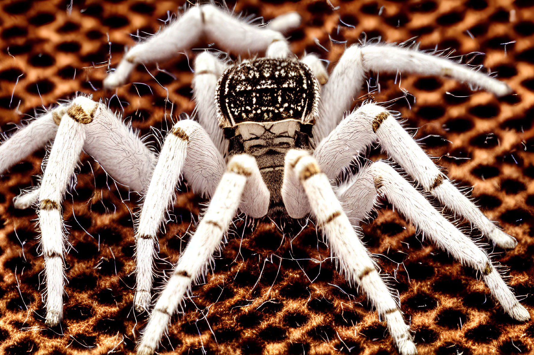 Hairy spider with eight legs on textured brown surface