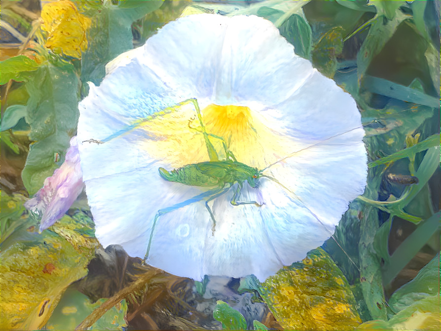  a grasshopper sleep in morning glory 2