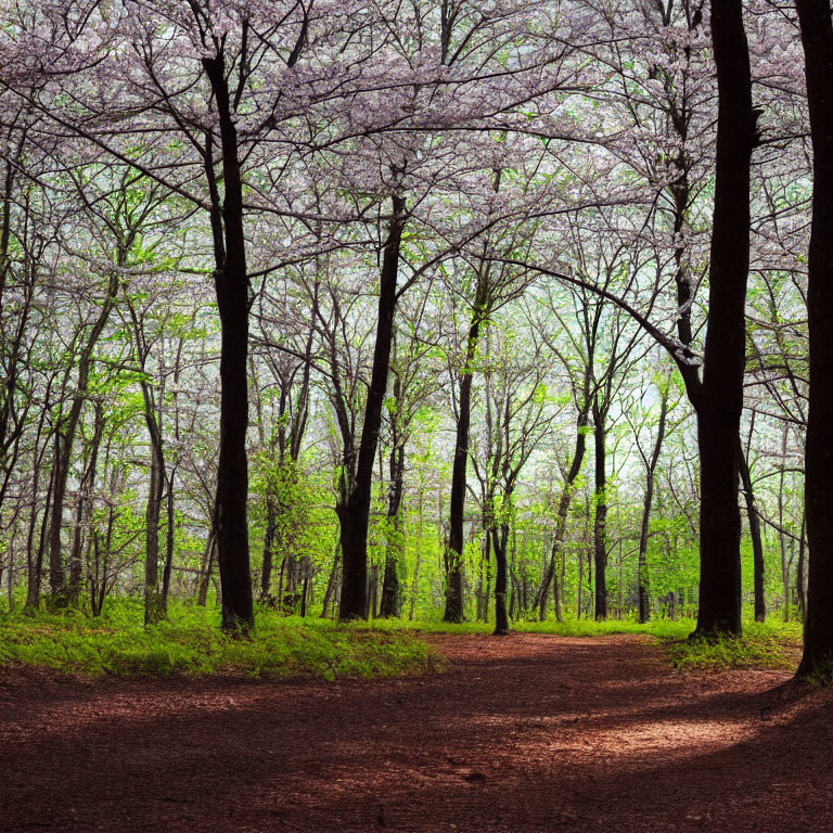 Tranquil forest path with blooming trees and dappled sunlight