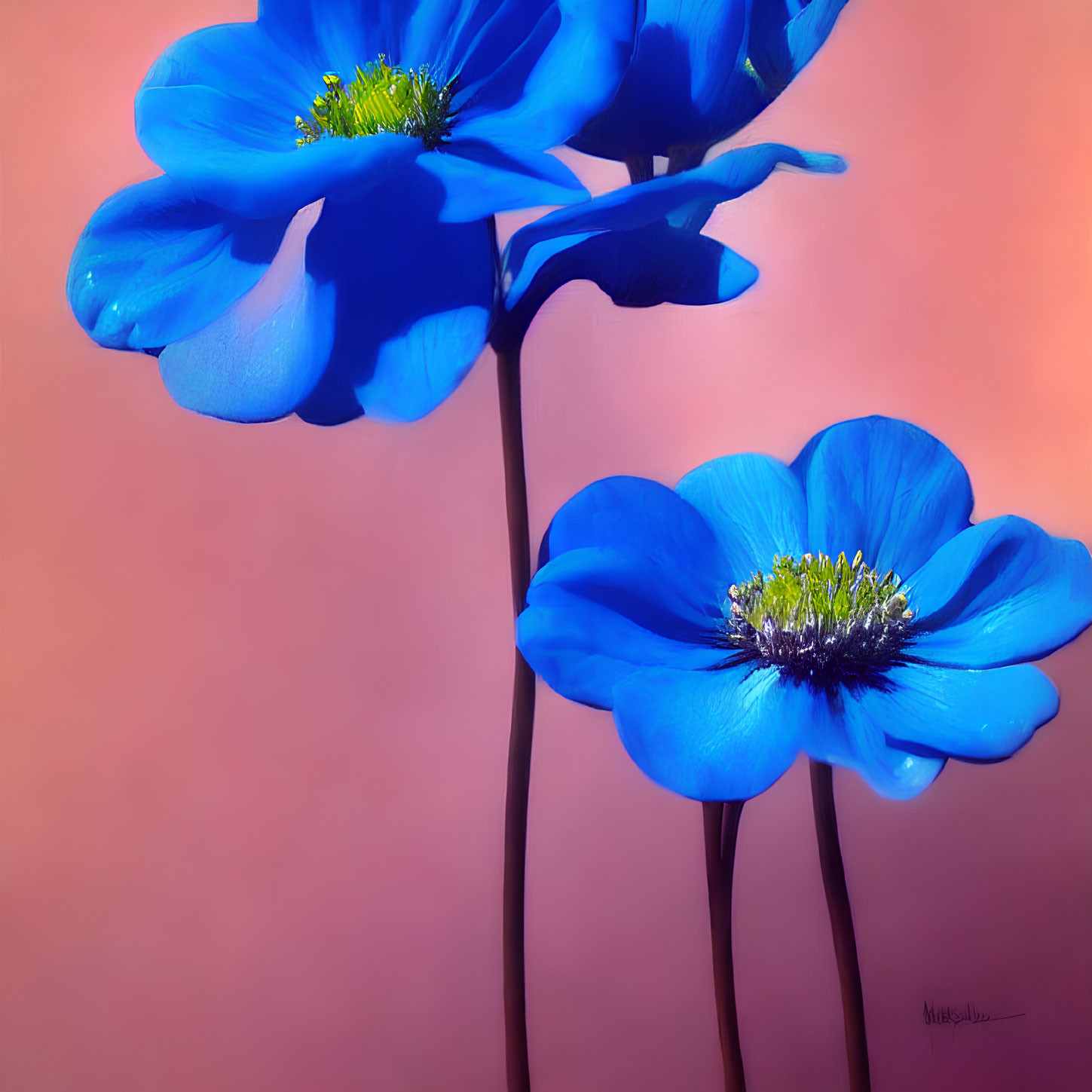 Vibrant Blue Poppies with Yellow Stamen on Pink Background