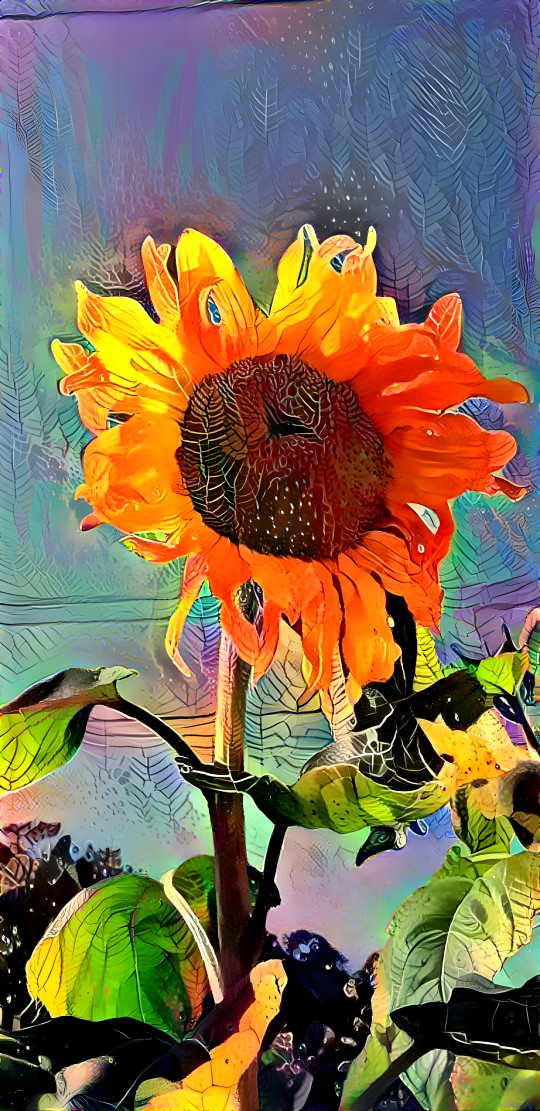 a sunflower