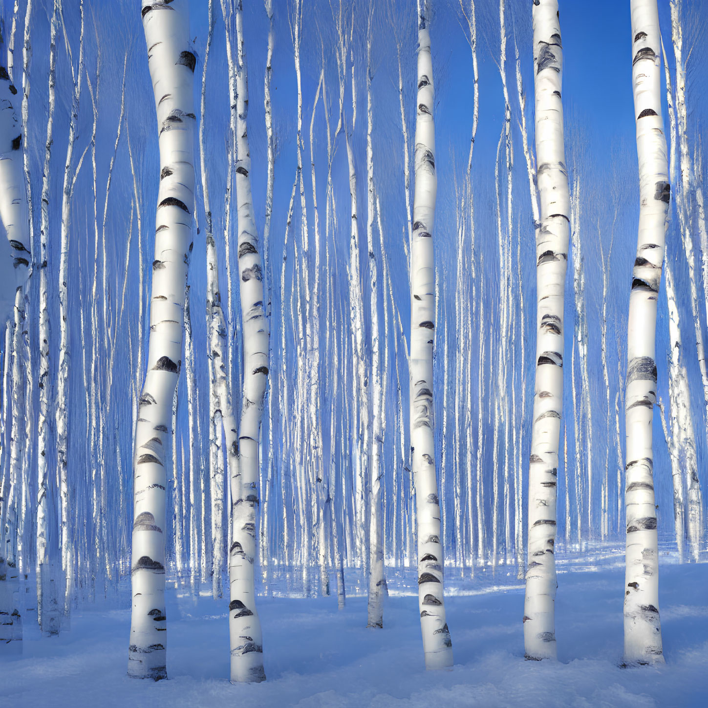 Tranquil Winter Landscape with Birch Trees in Snowy Setting