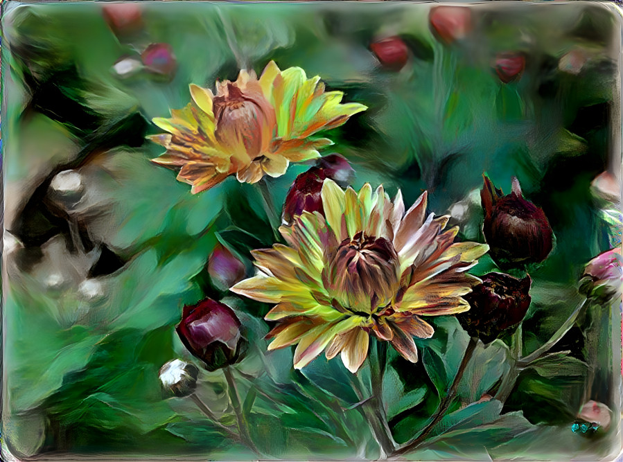 chrysanthemum flowers