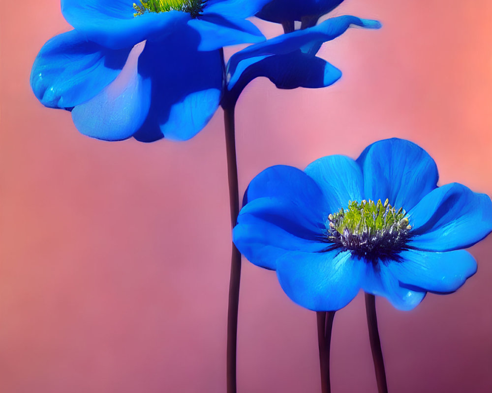 Vibrant Blue Poppies with Yellow Stamen on Pink Background