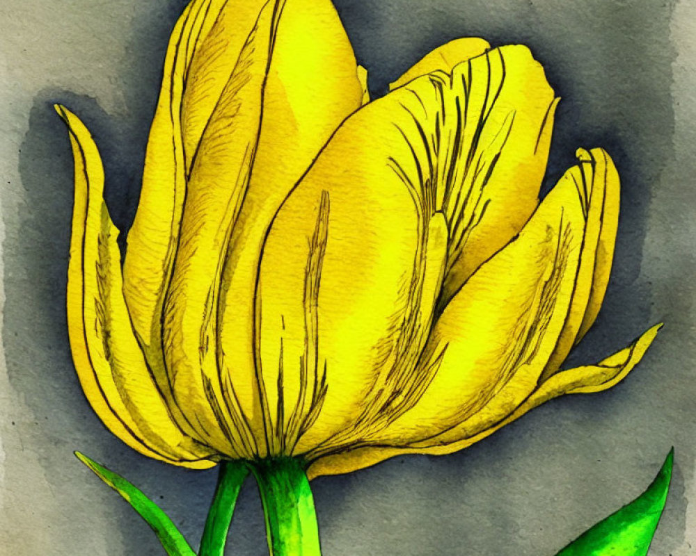 Vibrant Yellow Tulip Watercolor Illustration on Grey Background