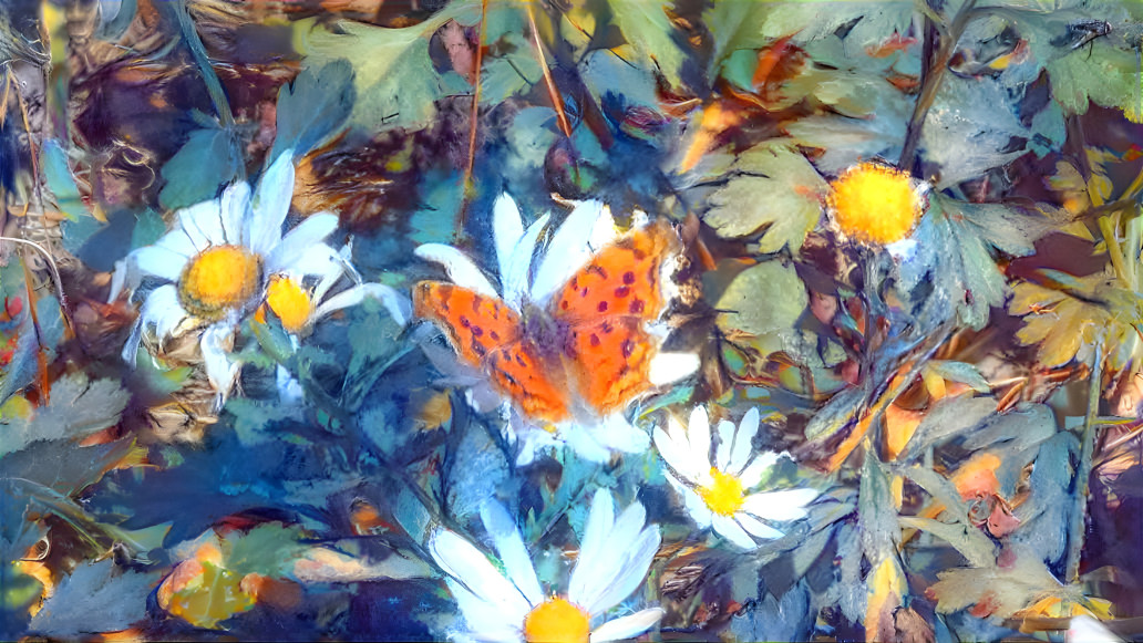 a butterfly sitting on a Siberian chrysanthemum