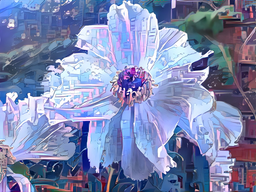 a white peony