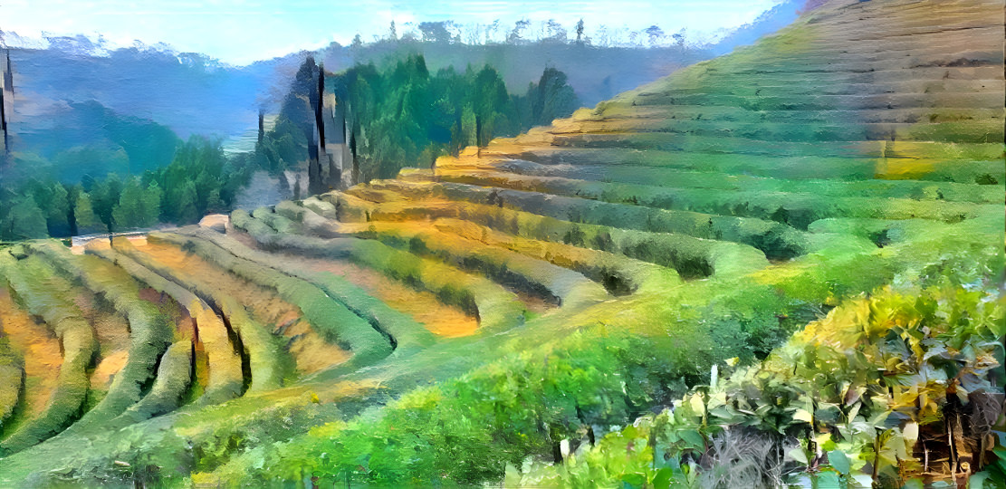 Green tea field