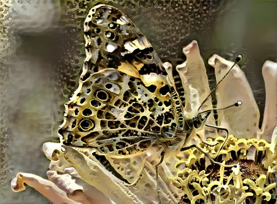 a butterfly