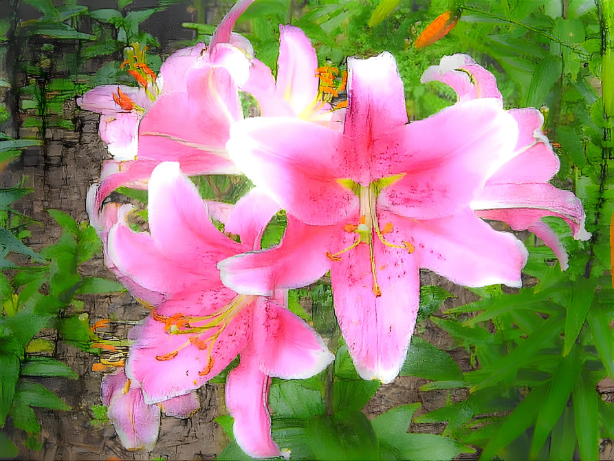 Lilies in the garden.