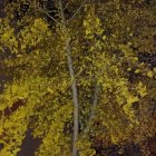 Yellow Leaves Illuminated on Dark Background