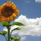 Vibrant sunflower in Van Gogh-inspired painting with swirling blue sky