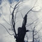 Bare tree branches against textured sky with birds