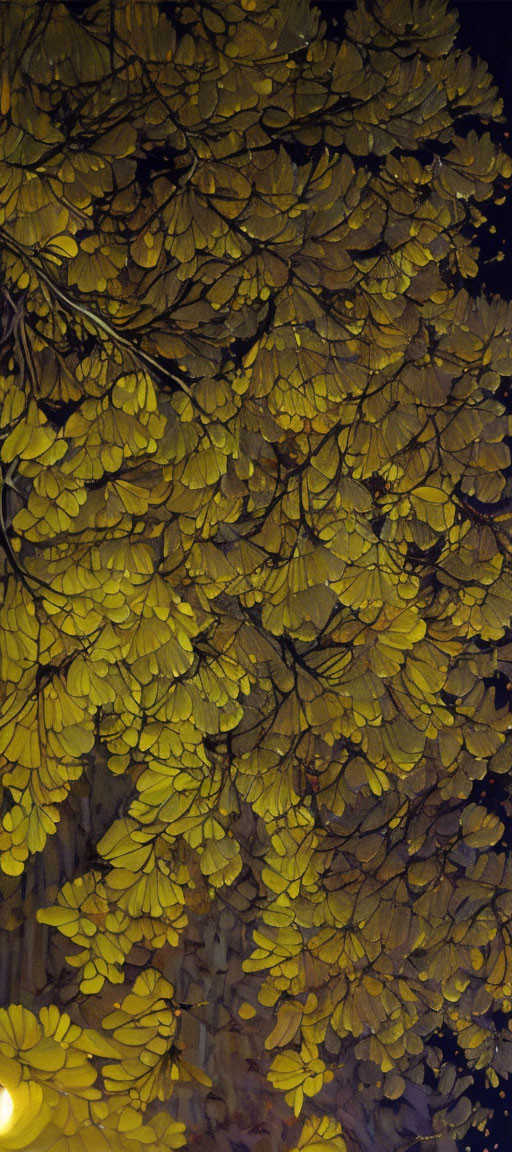 Yellow Leaves Illuminated on Dark Background