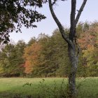 Vibrant autumn forest with misty background and sunlight filtering through