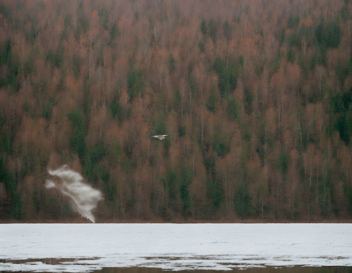 White bird flying over frozen lake in misty autumn scene