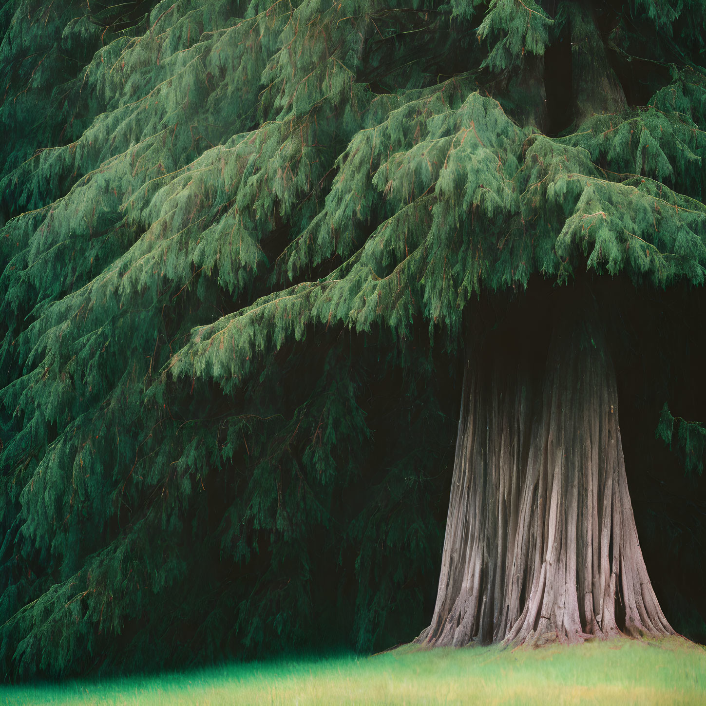 Large tree with lush green branches and thick trunk casting dense canopy over green grass.