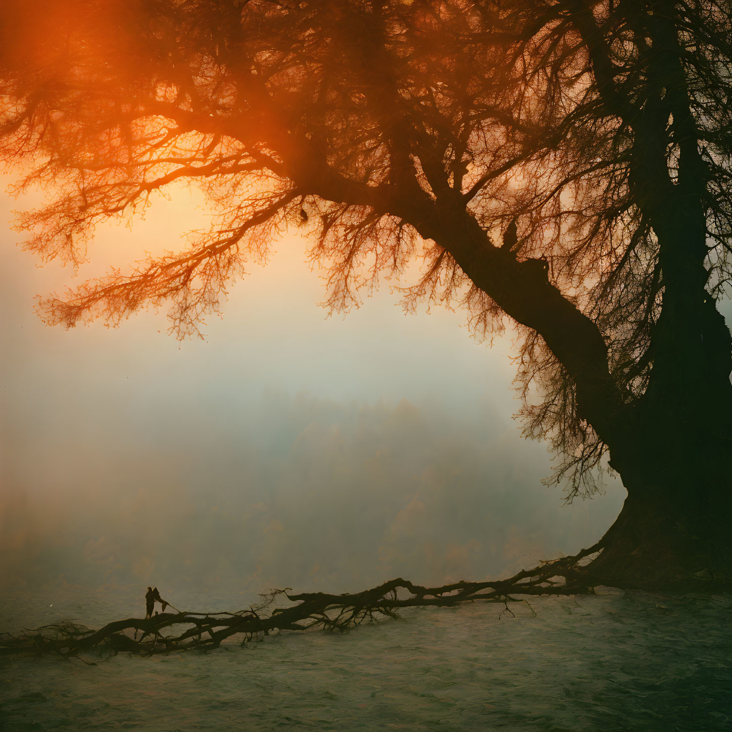 Warm-toned surreal landscape with overhanging tree and silhouetted figure walking.