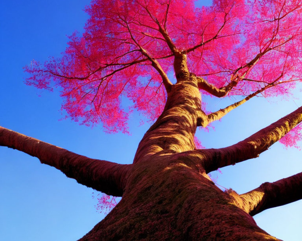 Majestic tree with thick trunk and pink leaves against blue sky