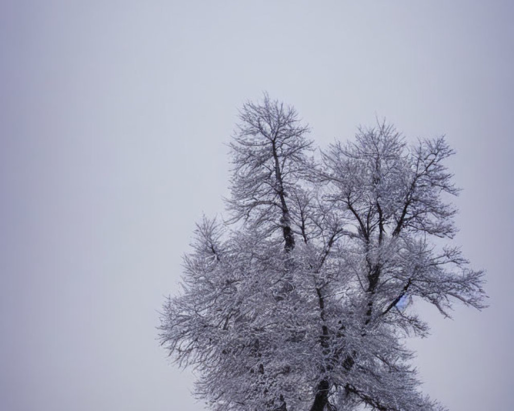 Frost-covered tree in misty wintry landscape with purple-gray sky