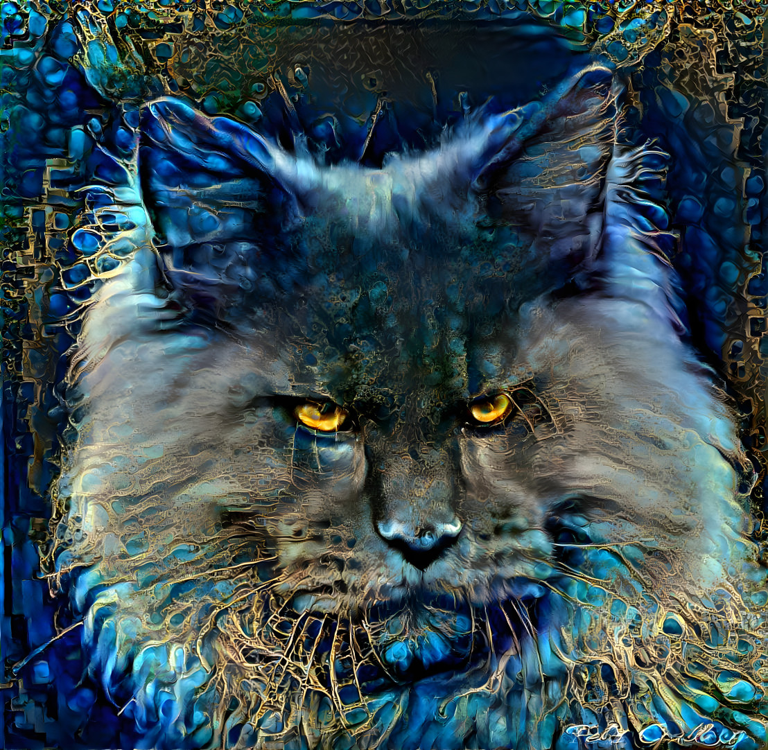 Maine Coon