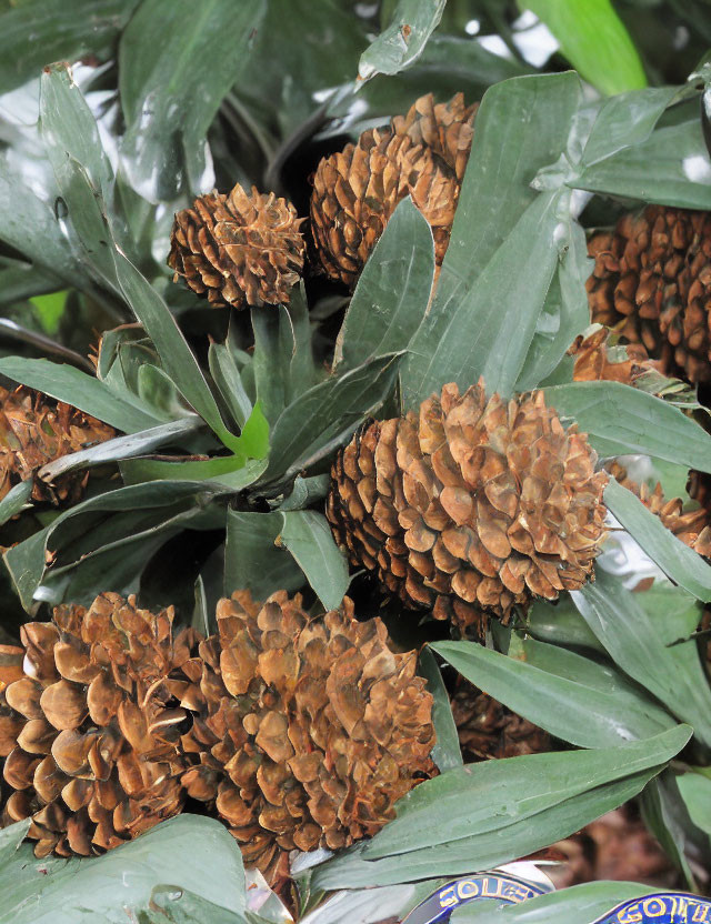 Brown pine cones among glossy green leaves showcase texture contrast.