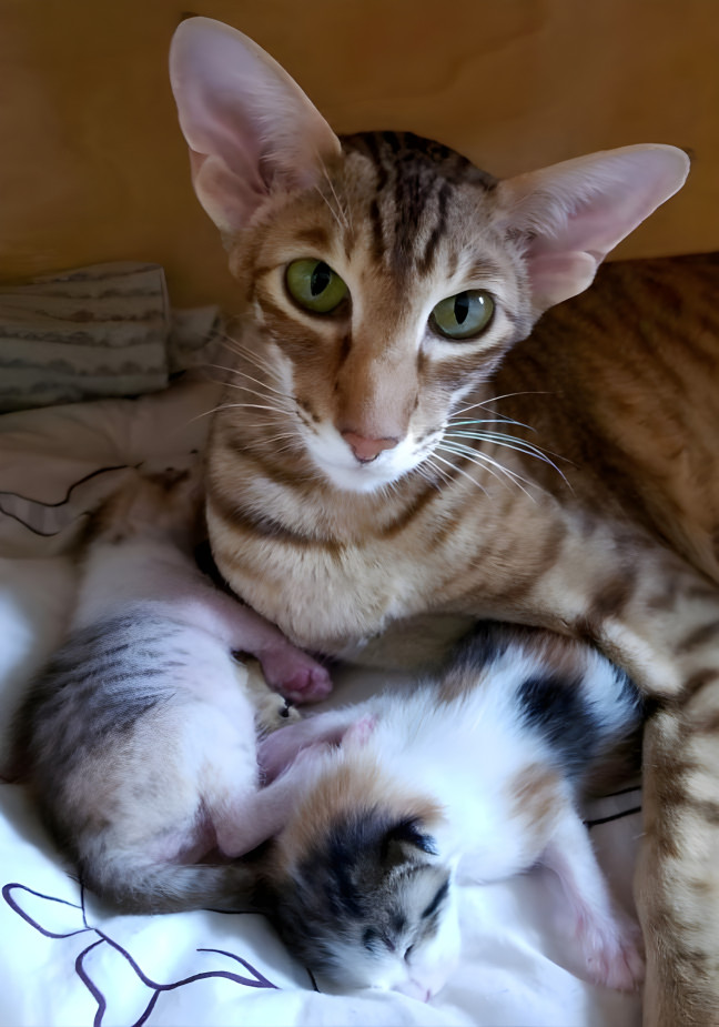 Meekah and Kittens