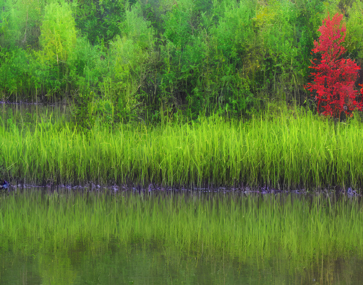 Vibrant wetland vegetation and red tree reflected in water