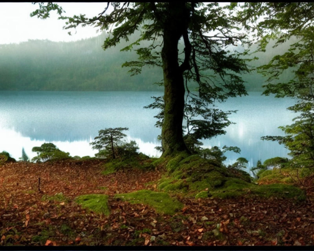 Serene forest landscape with lake, moss, and tree