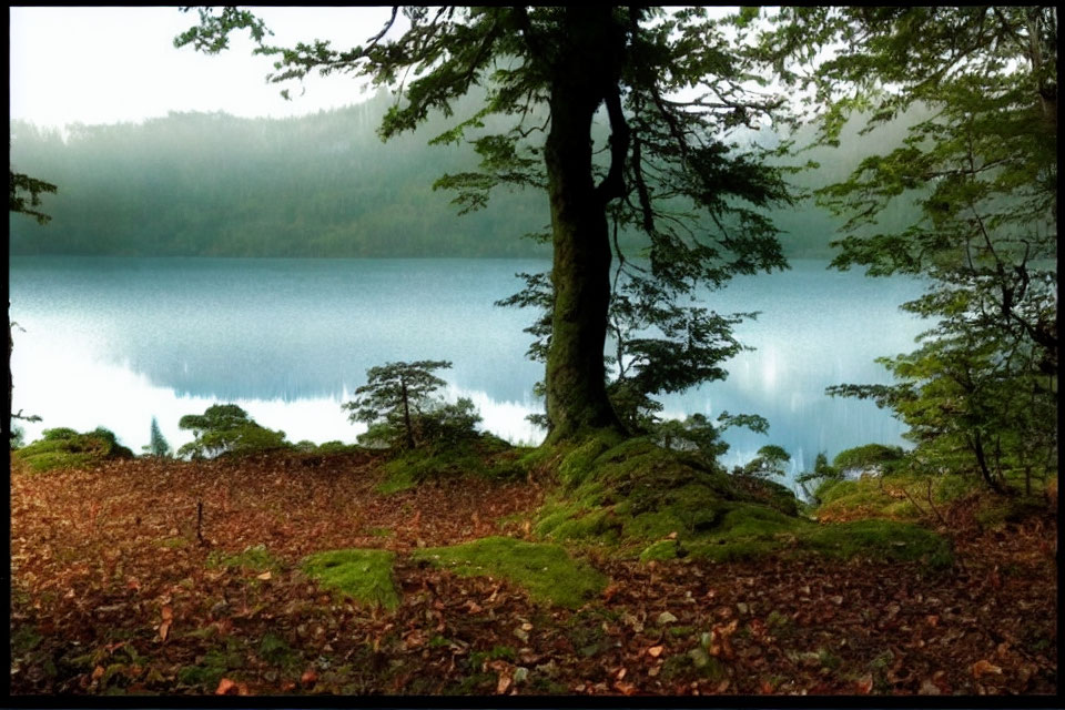 Serene forest landscape with lake, moss, and tree