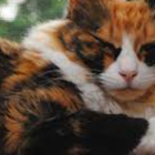 Calico cat with expressive eyes by window in soft light