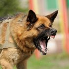 Thick-coated German Shepherd in park with colorful agility equipment