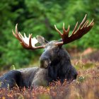 Surreal moose illustration with expansive antlers as forest ecosystem under teal sky