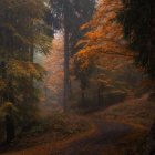 Mystical forest with ancient trees and colorful underbrush