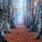 Misty autumn forest path with leafless trees and red leaves