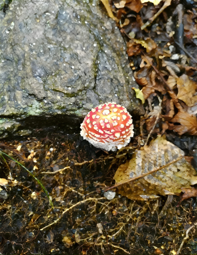 fly agaric