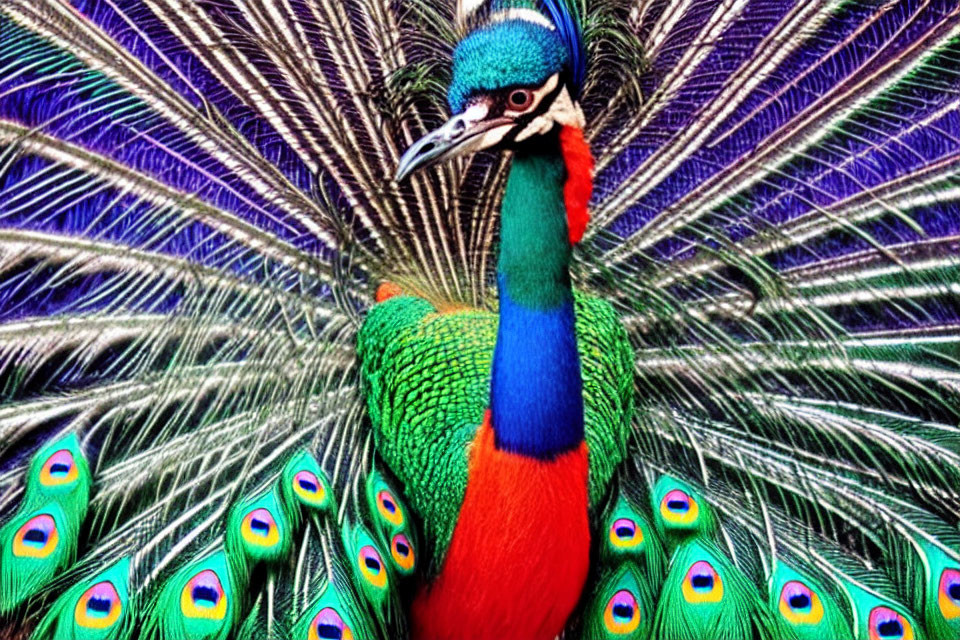 Colorful Peacock Feathers in Blues and Greens