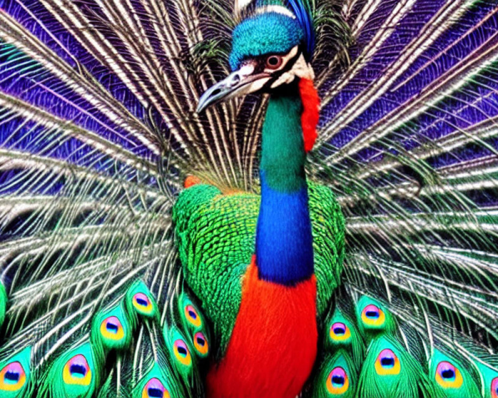 Colorful Peacock Feathers in Blues and Greens