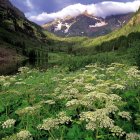 Wildflowers Field on Rocky Hillside with Blue Sky