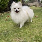 Fluffy White Pomeranian Dog on Grassy Lawn