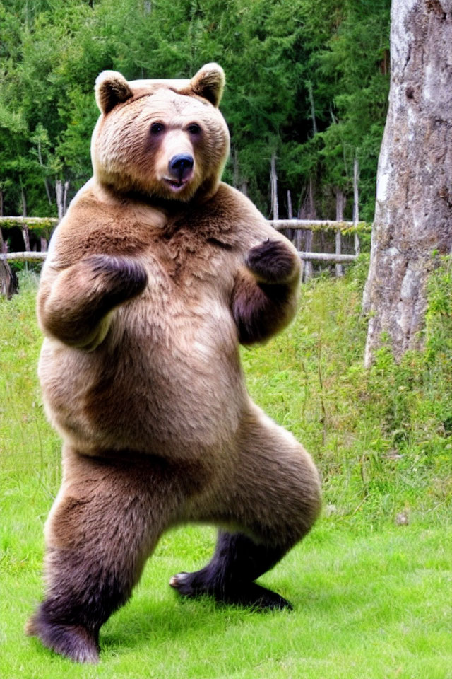 Brown Bear Standing Upright in Grassy Area with Tree and Fence