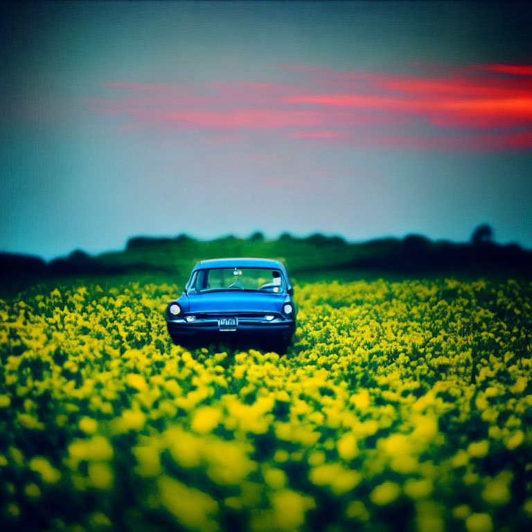 Vintage Car Driving Through Vibrant Yellow Flower Field at Sunset