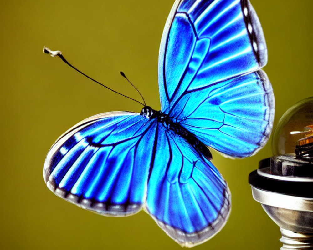 Blue butterfly on light bulb against yellow background