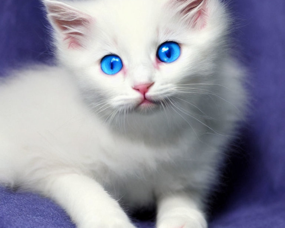 White Kitten with Blue Eyes on Purple Background