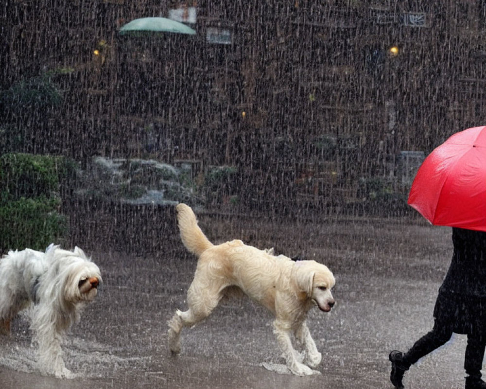 Two dogs walking in the rain with person holding red umbrella