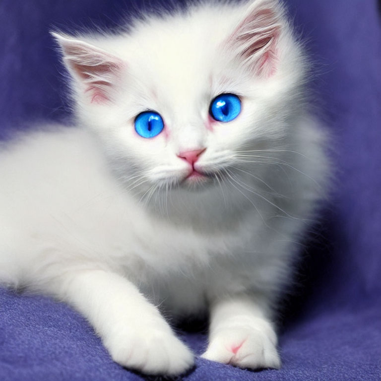White Kitten with Blue Eyes on Purple Background