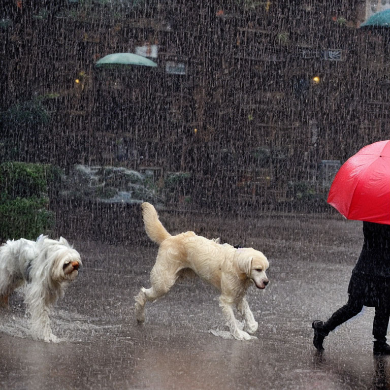 Two dogs walking in the rain with person holding red umbrella