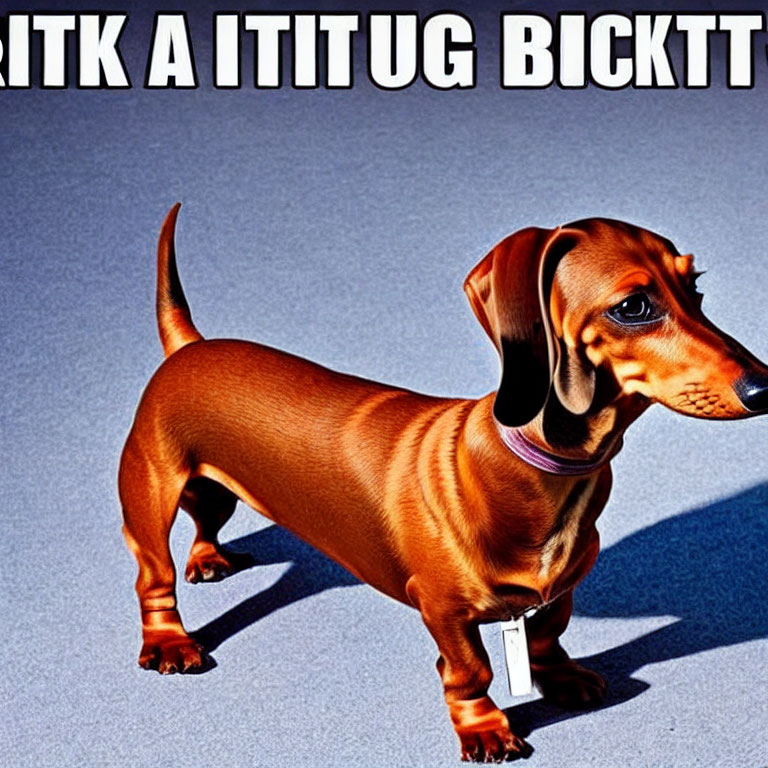 Glossy Coat Dachshund Against Text Background